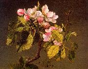 Martin Johnson Heade Apple Blossoms oil